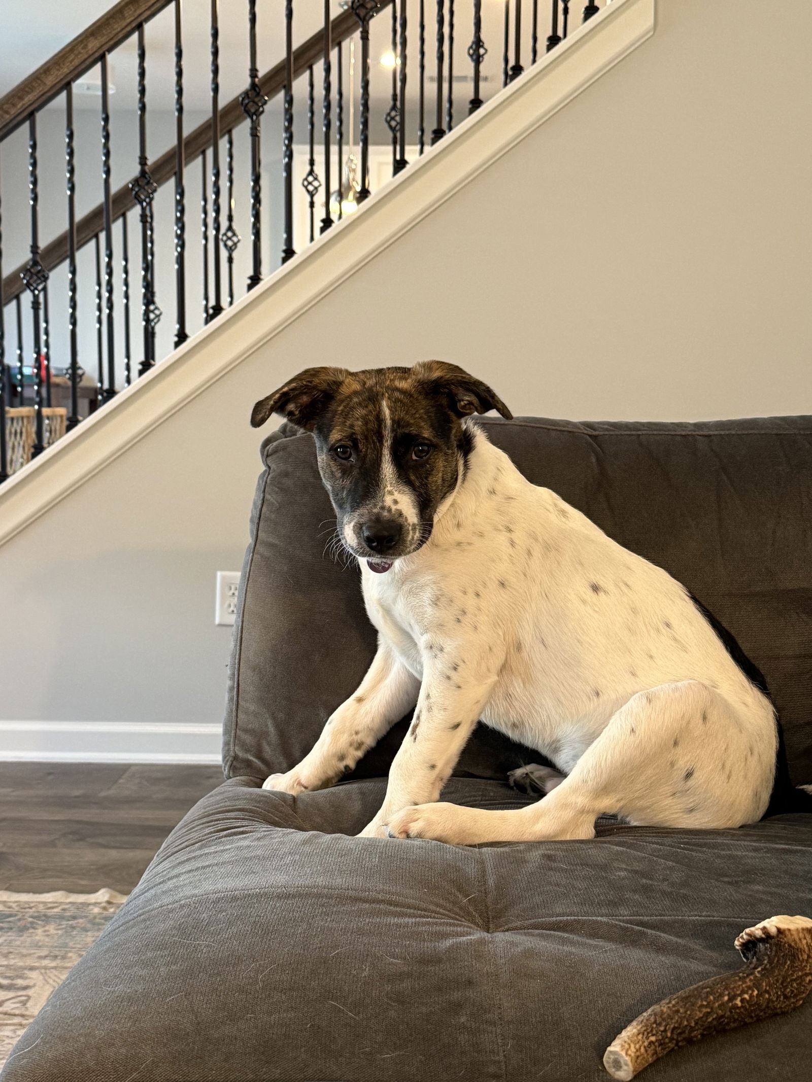 adoptable Dog in Nashville, TN named Edwin
