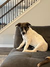 adoptable Dog in  named Edwin