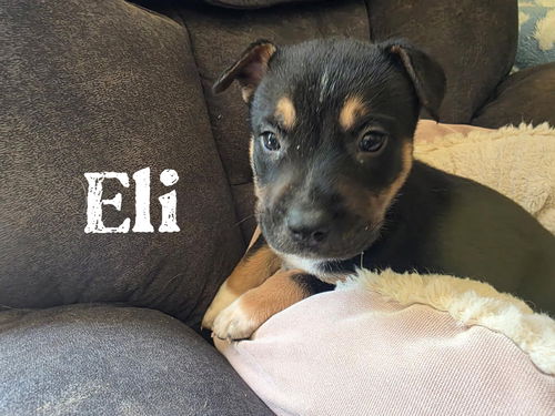 Eli
