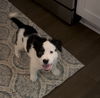 Patches
