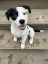 Patches
