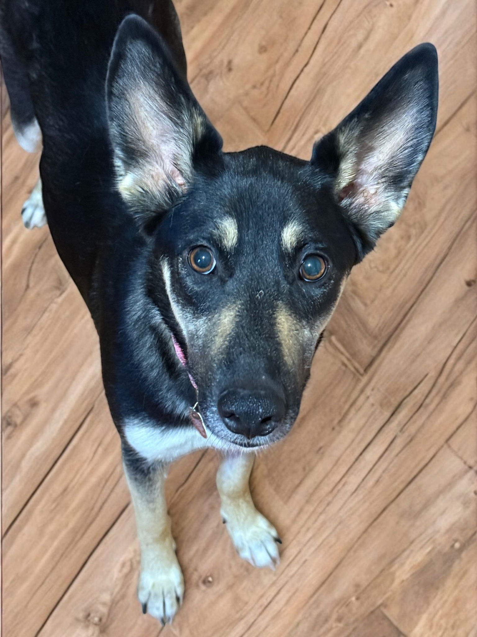 adoptable Dog in Nashville, TN named Zahra