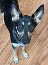 adoptable Dog in  named Zahra