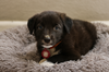 adoptable Dog in  named Zaydee