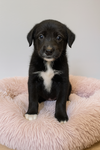 adoptable Dog in  named Zelma