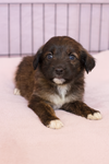 adoptable Dog in  named Zeke