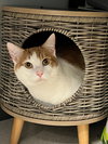 Figaro
