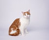 Figaro