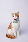 Figaro