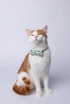 Figaro