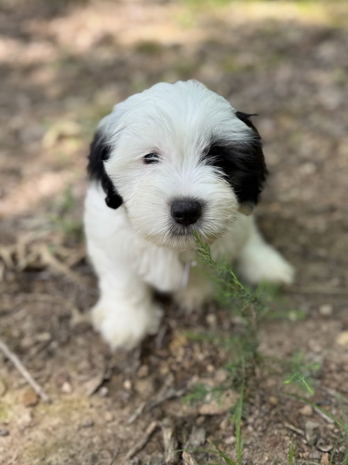 Bennie