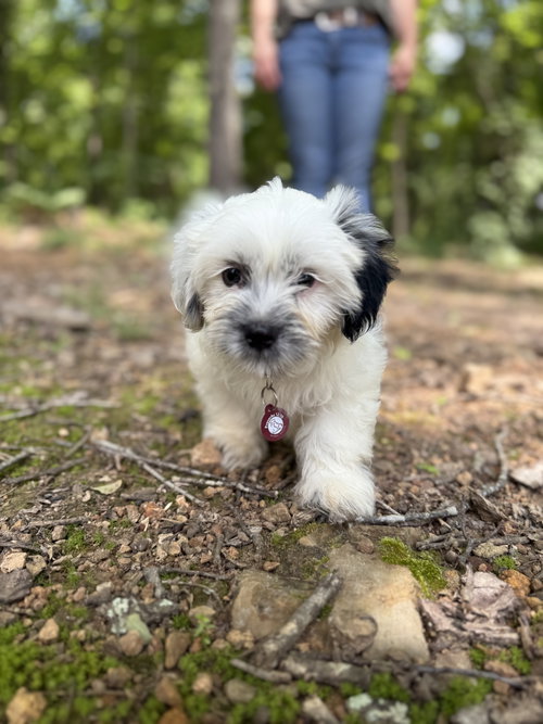 Ollie