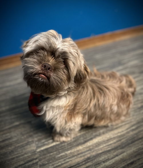 Chewy