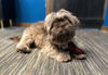 Chewy