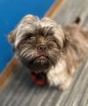 Chewy