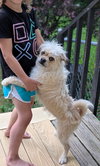 Darla