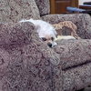 Darla