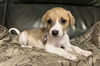 adoptable Dog in  named Bandit