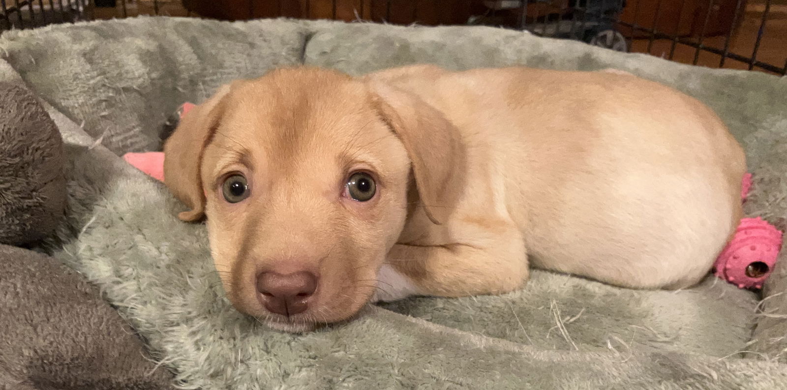 adoptable Dog in Nashville, TN named Brandi