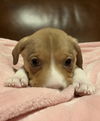 adoptable Dog in  named Bambi