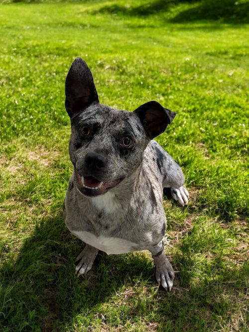 Bluey