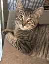 Georgie