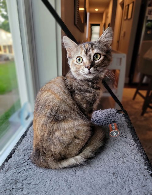 Virginia