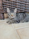 Ziggy