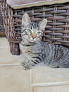 Ziggy