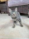 Ziggy