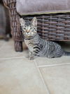 Ziggy