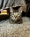 Ziggy