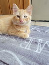 Tater Tot