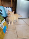 Tater Tot