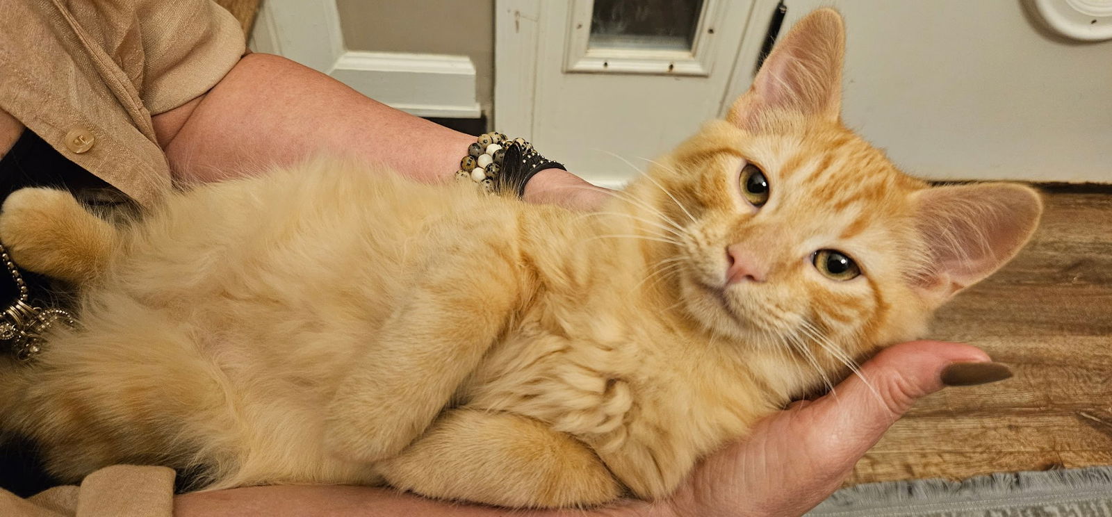adoptable Cat in Nashville, TN named Tater Tot