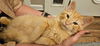 adoptable Cat in  named Tater Tot