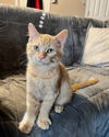 adoptable Cat in  named Sunny D.
