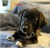 adoptable Dog in  named Linus