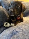 Archie