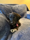 Archie