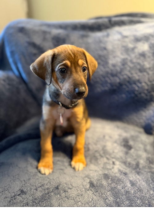 Levi