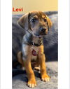 Levi