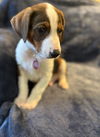 adoptable Dog in  named Lenny