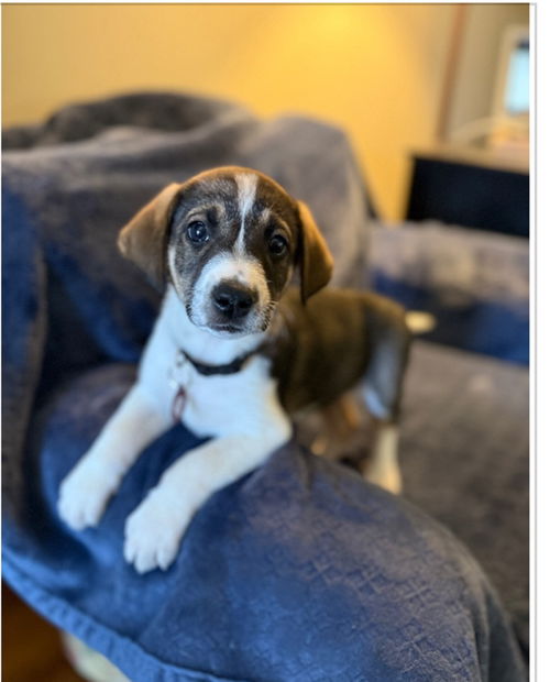 Louie