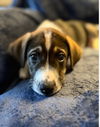 Louie