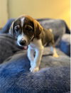 Louie