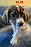 Louie