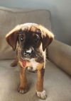 adoptable Dog in  named Levon