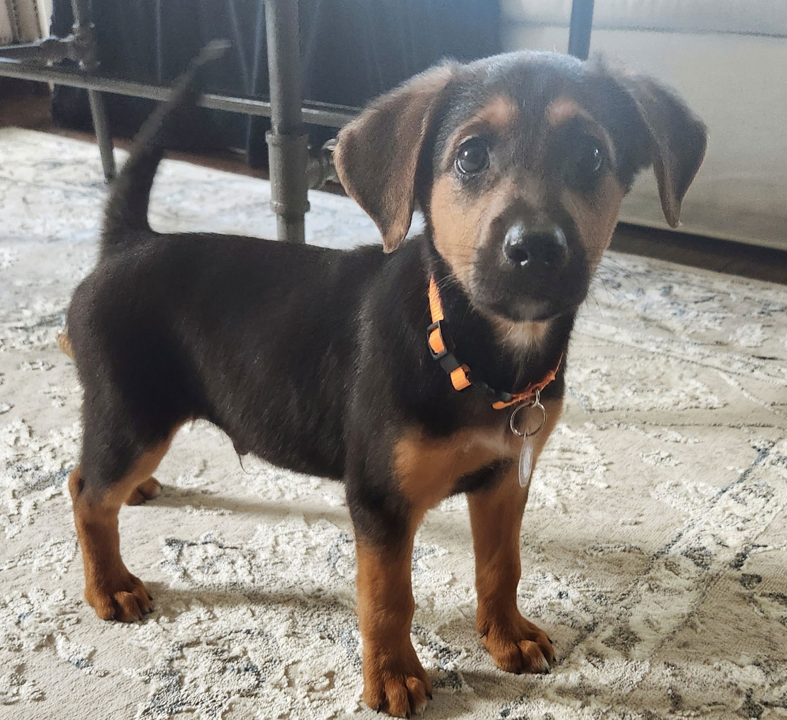 adoptable Dog in Nashville, TN named LaRue