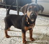 adoptable Dog in  named LaRue